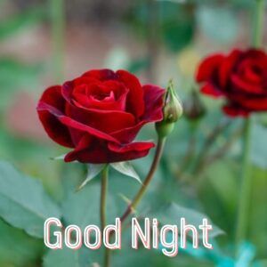 good night sweet dreams pictures
