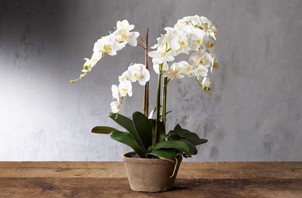 Dive into Bulk Bliss with Fake Orchids