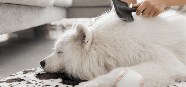 5 Common Pet Health Myths Debunked with Insights from PetPawsRx