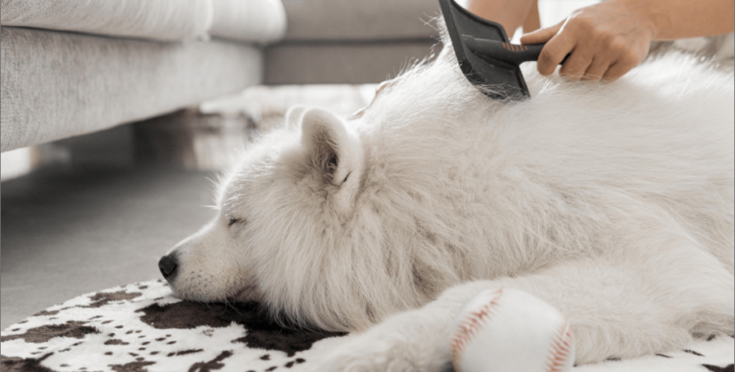 5 Common Pet Health Myths Debunked with Insights from PetPawsRx