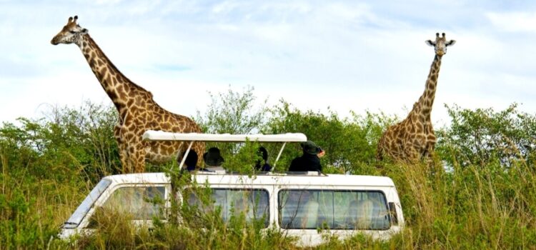 Best of Kenya Safari: Unforgettable Wildlife Adventures in East Africa