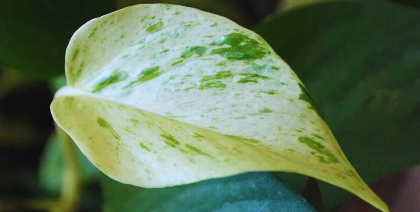 Snow Queen Pothos How to Take Care of, Grow, and Plant