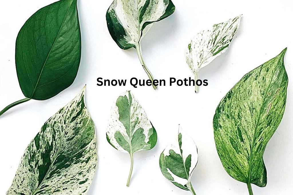 Snow Queen Pothos